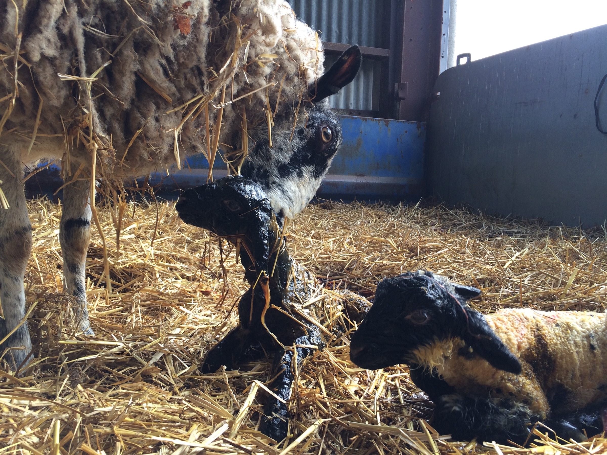 Lambing Courses in 2026 are back!